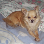 Photo de Chihuahua  poil long