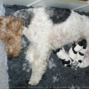 Photo de Fox terrier  poil dur