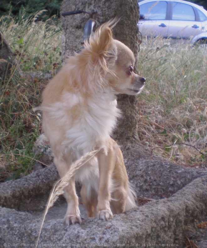 Photo de Chihuahua  poil long