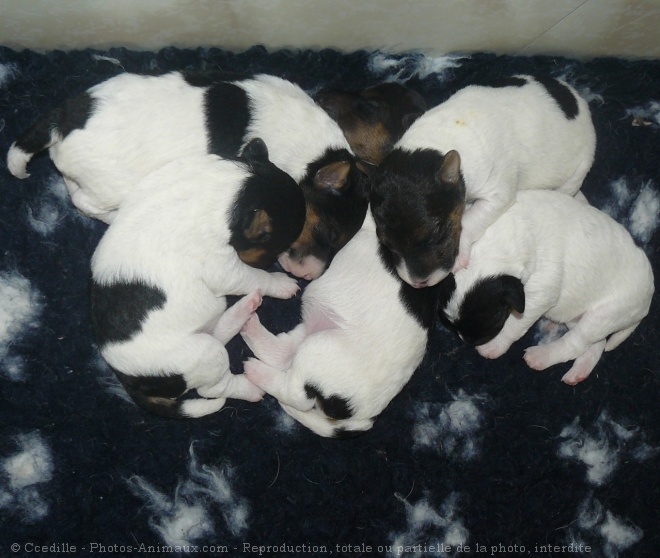 Photo de Fox terrier  poil dur