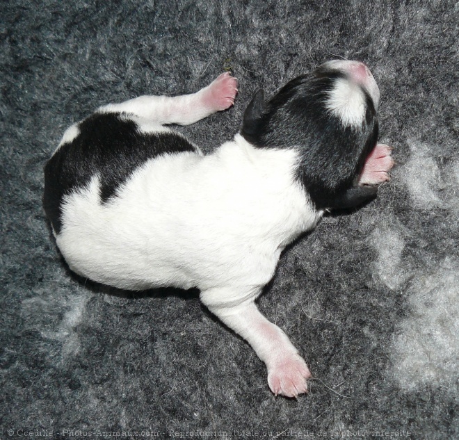 Photo de Fox terrier  poil dur