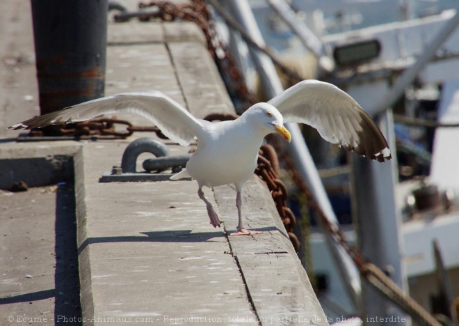 Photo de Goeland