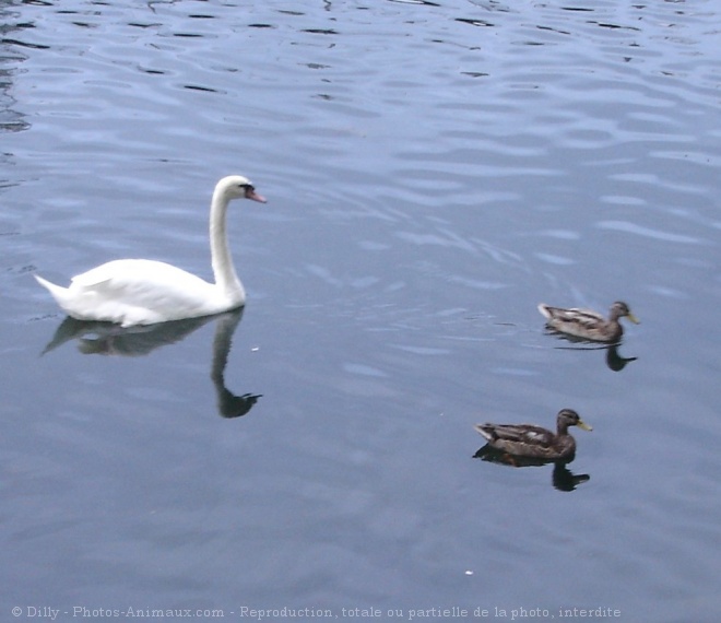 Photo de Races diffrentes