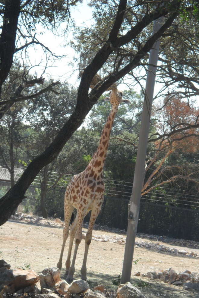 Photo de Girafe