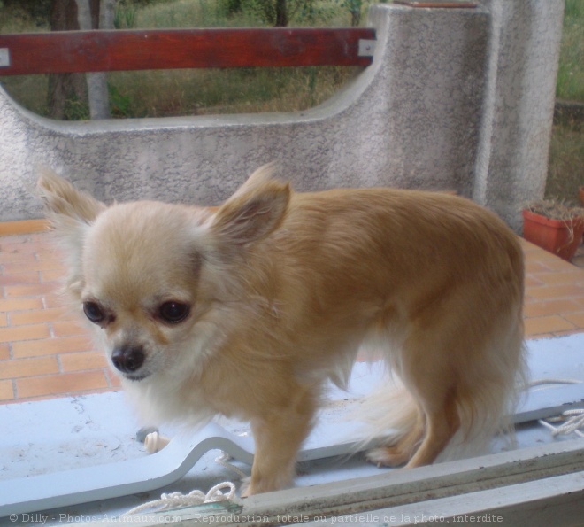 Photo de Chihuahua  poil long