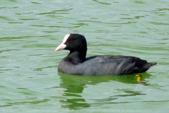 Photo de Foulque macroule