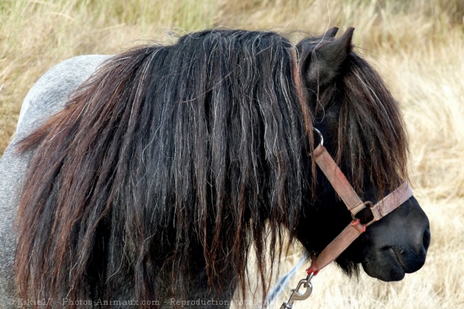 Photo de Poney (toutes races)