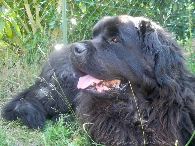 Photo de Chien de terre-neuve