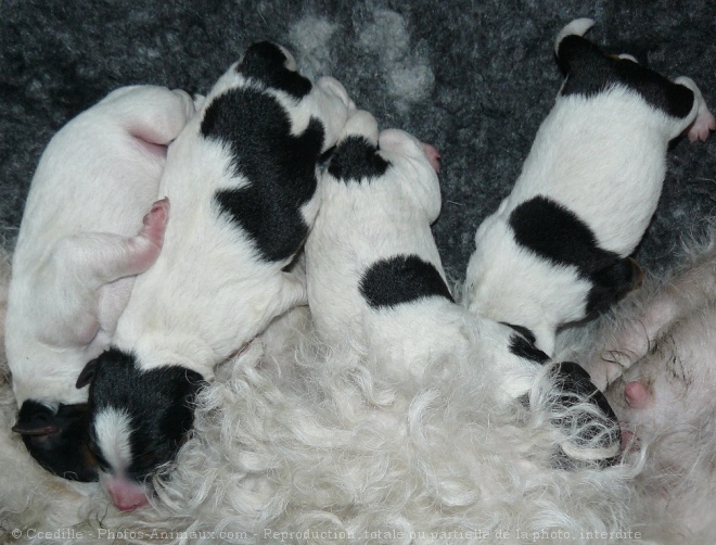 Photo de Fox terrier  poil dur