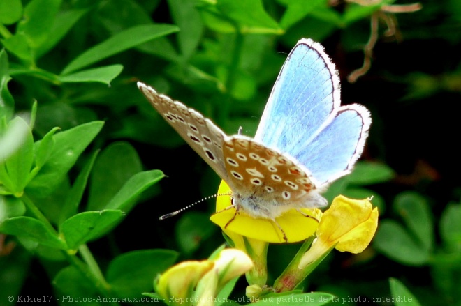 Photo de Papillon