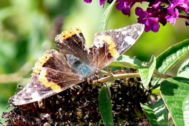 Photo de Papillon