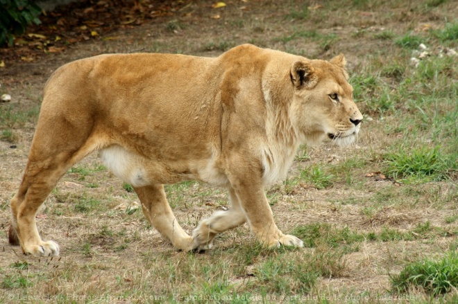 Photo de Lion