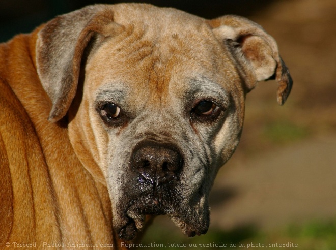 Photo de Boxer