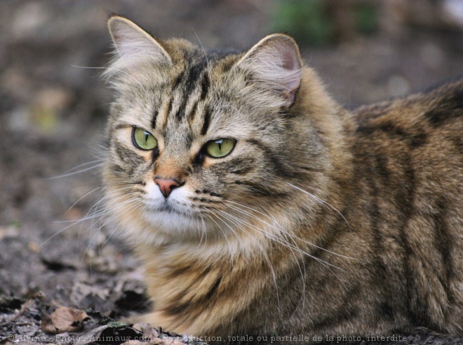 Photo de Chat domestique