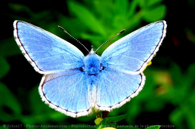 Photo de Papillon