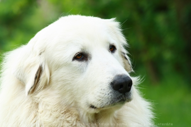 Photo de Chien de montagne des pyrnes