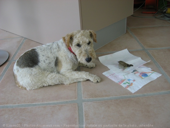 Photo de Fox terrier  poil dur