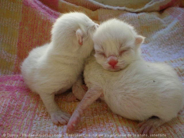 Photo de British shorthair