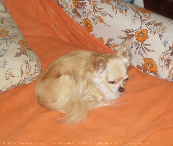 Photo de Chihuahua  poil long