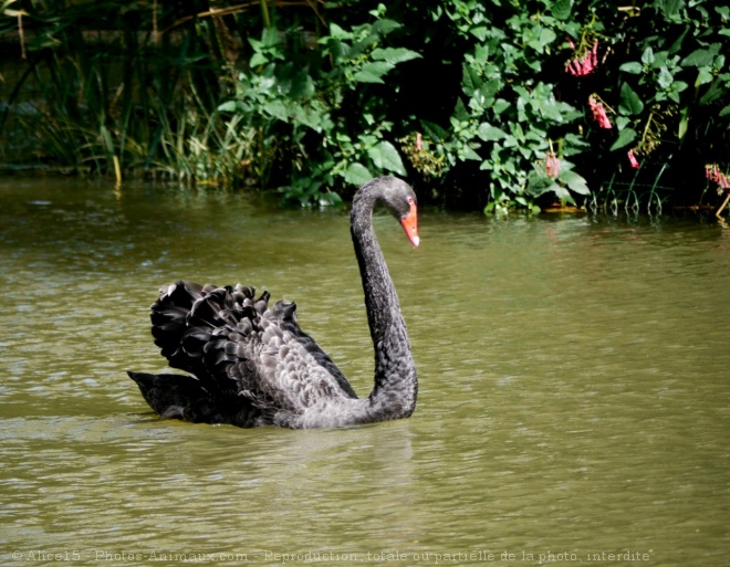 Photo de Cygne