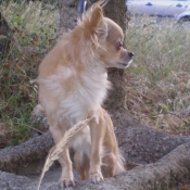 Photo de Chihuahua  poil long