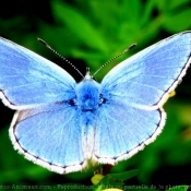 Photo de Papillon