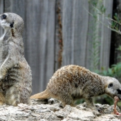 Photo de Suricate