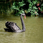 Photo de Cygne