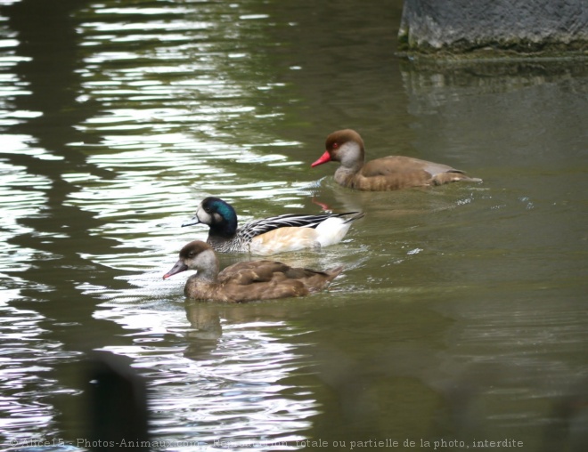 Photo de Canard