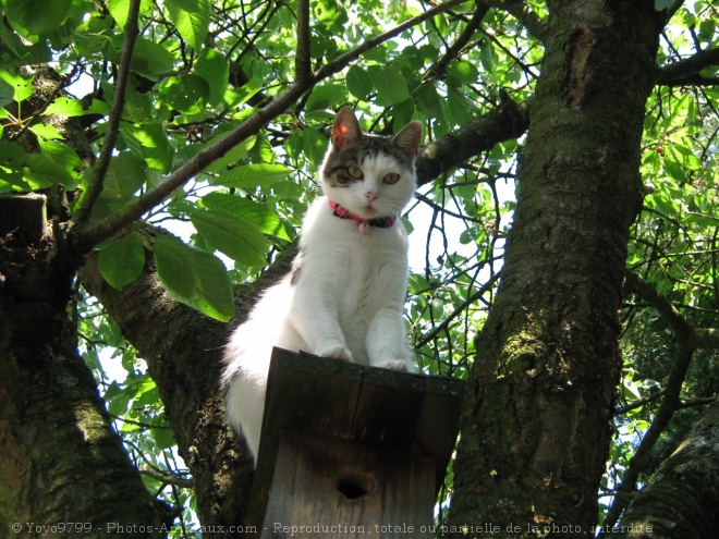 Photo de Chat domestique