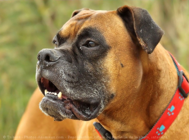 Photo de Boxer