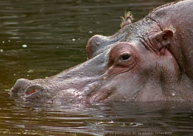 Photo de Hippopotame