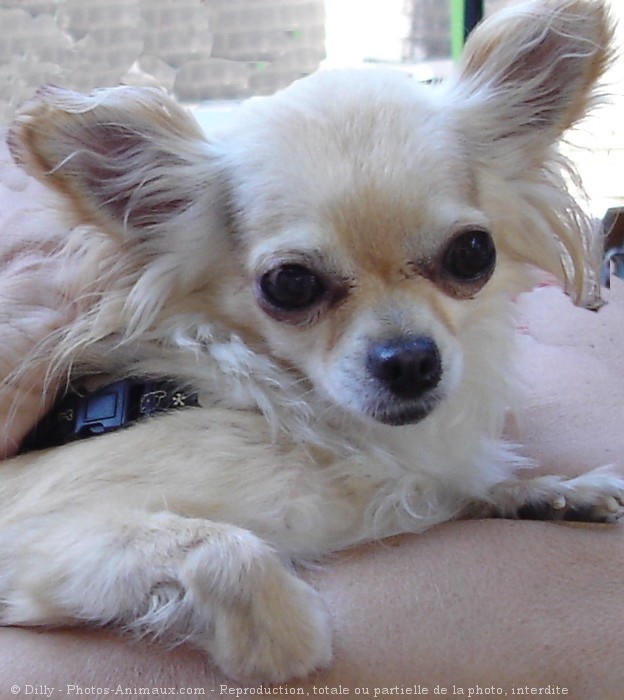 Photo de Chihuahua  poil long