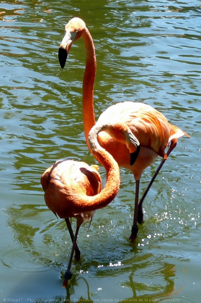 Photo de Flamand rose