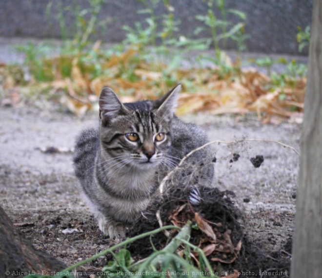 Photo de Chat domestique