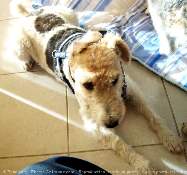 Photo de Fox terrier  poil dur