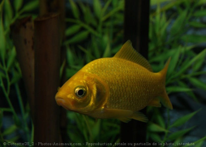 Photo de Poissons rouges