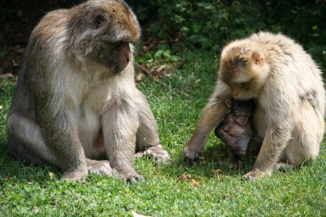 Photo de Singe - macaque