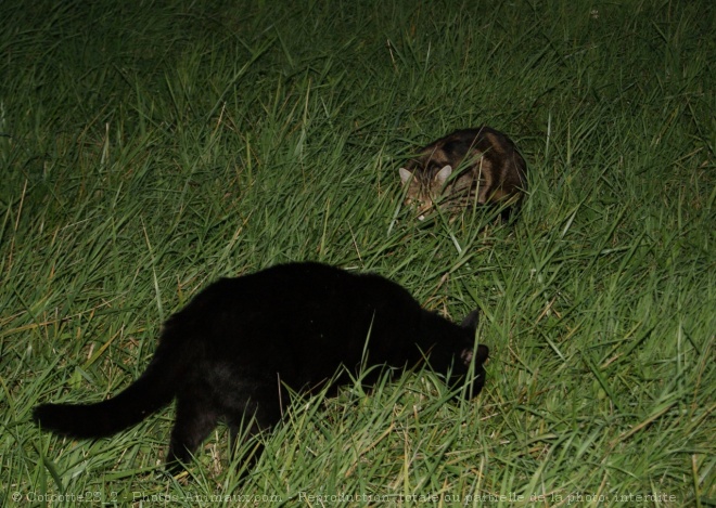 Photo de Chat domestique