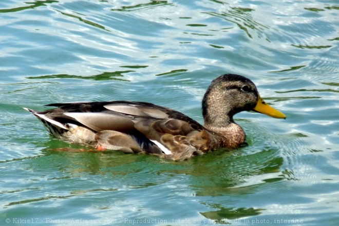 Photo de Canard