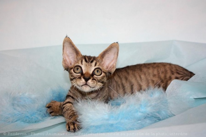 Photo de Devon rex