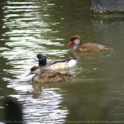 Photo de Canard