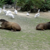 Photo de Tapir