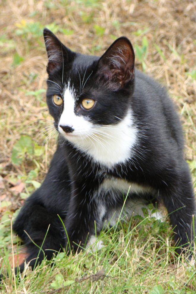 Photo de Chat domestique