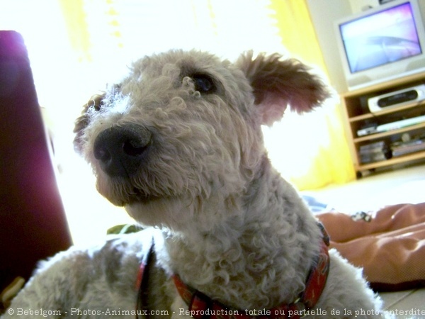 Photo de Fox terrier  poil dur