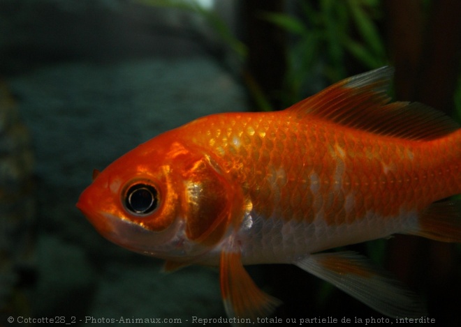 Photo de Poissons rouges