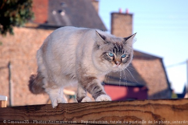 Photo de Ragdoll