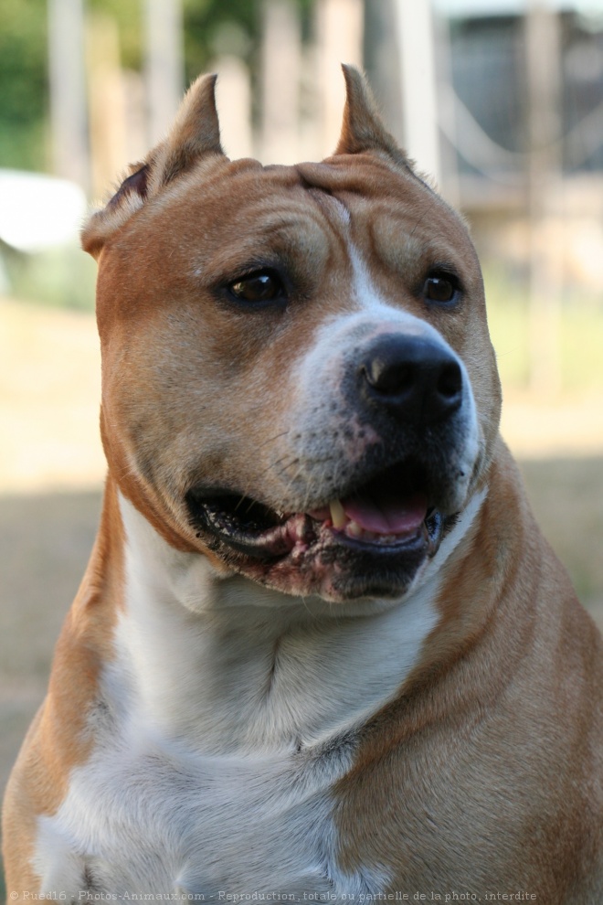 Photo d'American staffordshire terrier