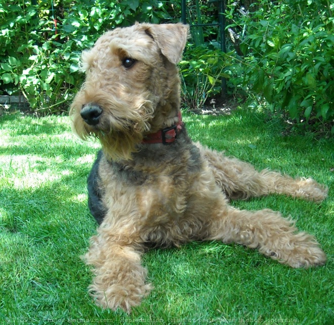 Photo d'Airedale terrier