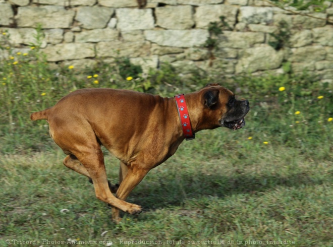 Photo de Boxer